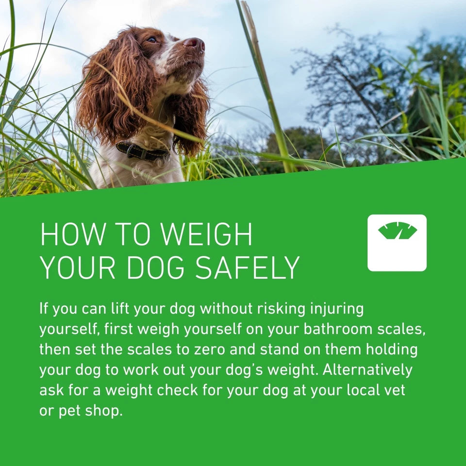 FRONTLINE PLUS Spot-On Flea and Tick Treatment for Large Dogs (20kg-40kg)